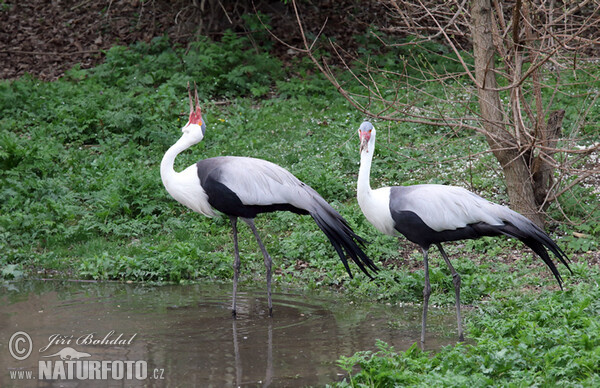 Wattled Crane (Grus carunculata)