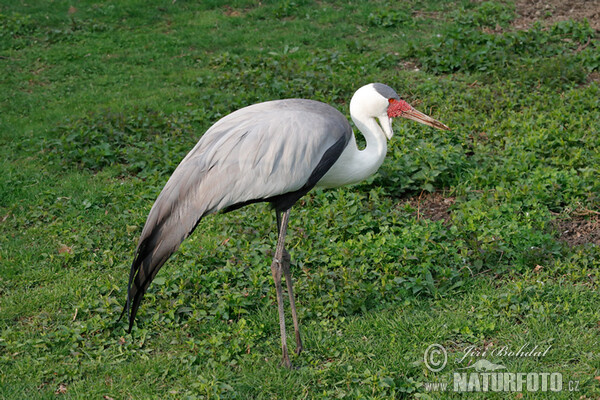 Wattled Crane (Grus carunculata)