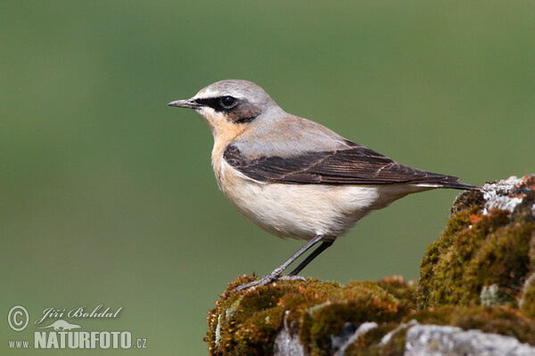 Wheatear (Oenanthe oenanthe)