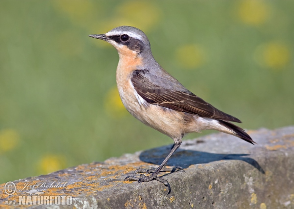 Wheatear (Oenanthe oenanthe)