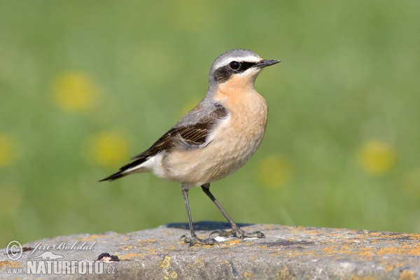 Wheatear (Oenanthe oenanthe)