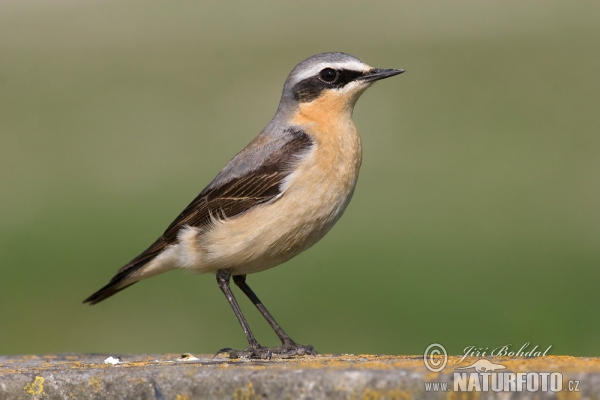 Wheatear (Oenanthe oenanthe)