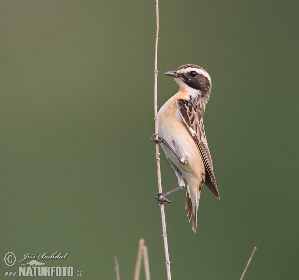 Whinchat (Saxicola rubetra)