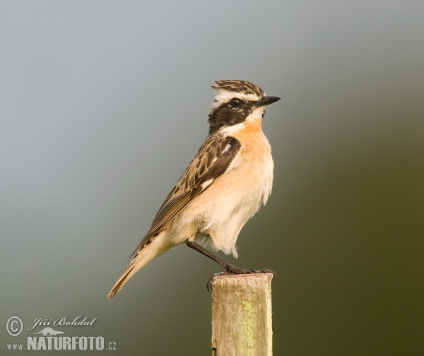 Whinchat (Saxicola rubetra)