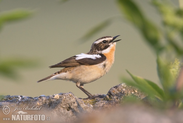 Whinchat (Saxicola rubetra)