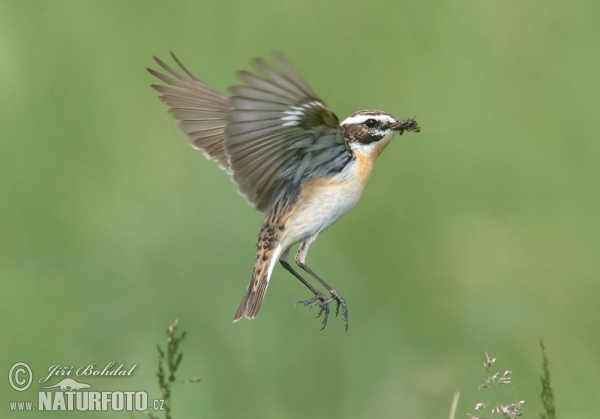 Whinchat (Saxicola rubetra)