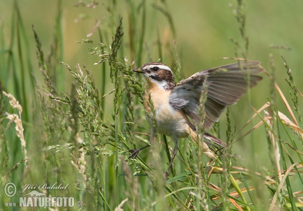 Whinchat (Saxicola rubetra)