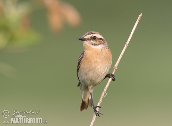 Whinchat (Saxicola rubetra)