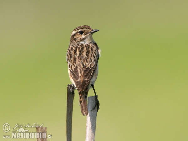 Whinchat (Saxicola rubetra)