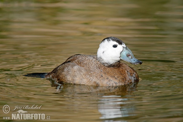 White-headed Duck (Oxyura leucocephala)