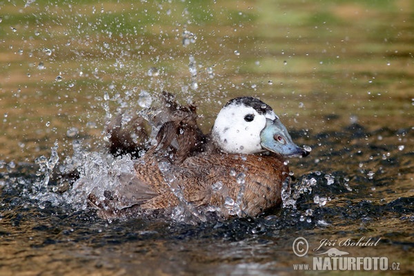 White-headed Duck (Oxyura leucocephala)