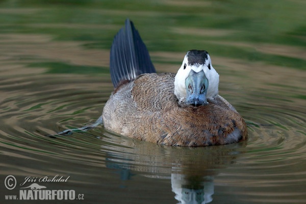 White-headed Duck (Oxyura leucocephala)