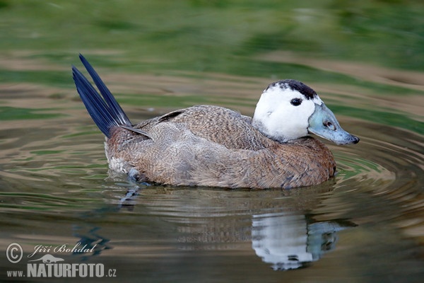 White-headed Duck (Oxyura leucocephala)