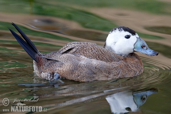 White-headed Duck (Oxyura leucocephala)