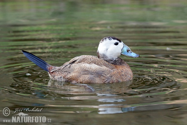 White-headed Duck (Oxyura leucocephala)