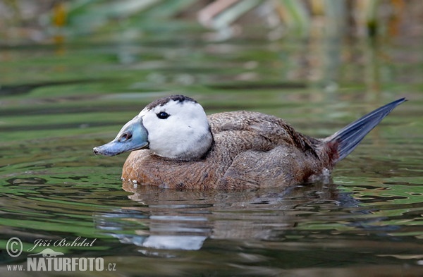 White-headed Duck (Oxyura leucocephala)