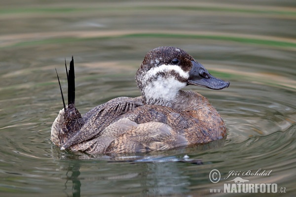 White-headed Duck (Oxyura leucocephala)