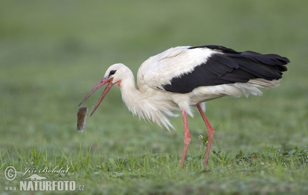 White Stork (Ciconia ciconia)