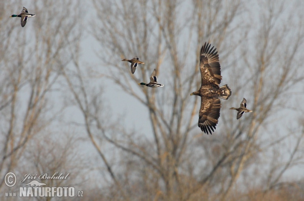 White-tailed Eagle (Haliaeetus albicilla)