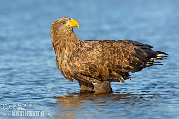 White-tailed Eagle (Haliaeetus albicilla)