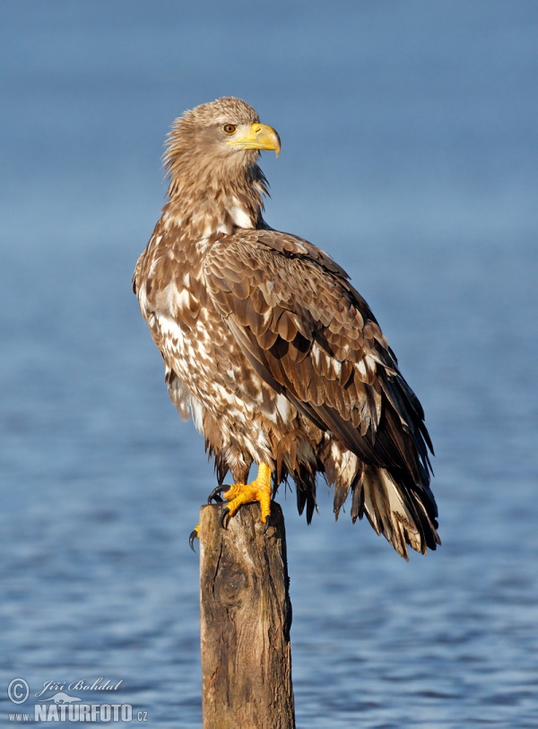 White-tailed Eagle (Haliaeetus albicilla)