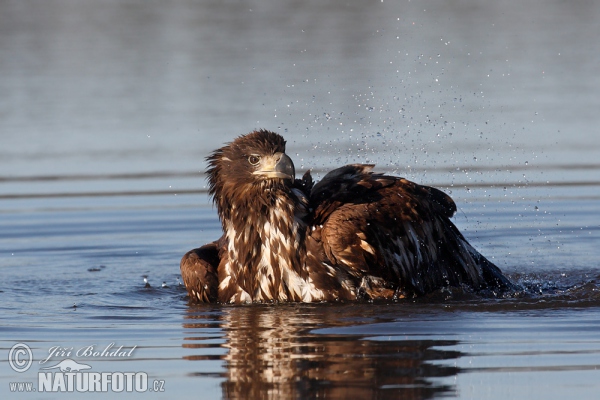 White-tailed Eagle (Haliaeetus albicilla)