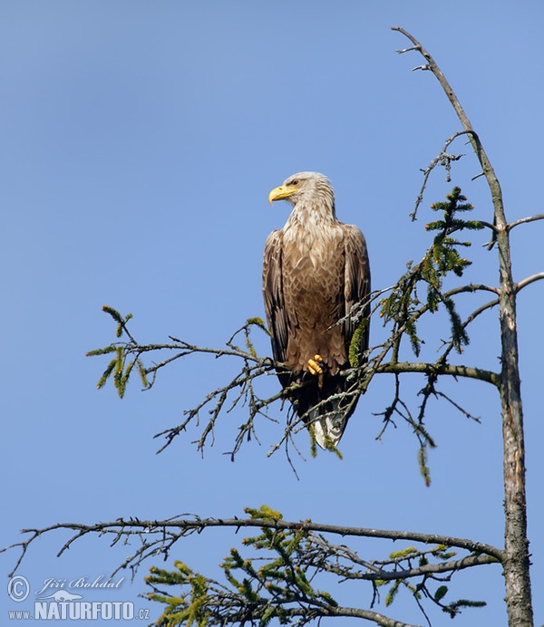 White-tailed Eagle (Haliaeetus albicilla)