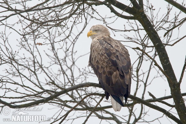 White-tailed Eagle (Haliaeetus albicilla)