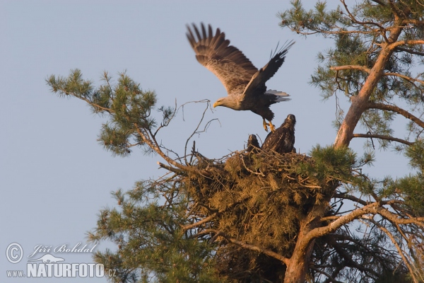 White-tailed Eagle (Haliaeetus albicilla)