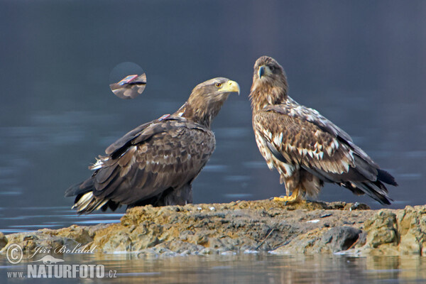 White-tailed Eagle (Haliaeetus albicilla)