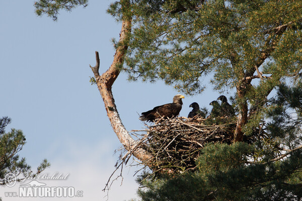 White-tailed Eagle (Haliaeetus albicilla)