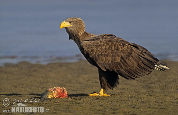 White-tailed Eagle (Haliaeetus albicilla)