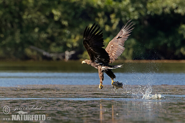 White-tailed Eagle (Haliaeetus albicilla)