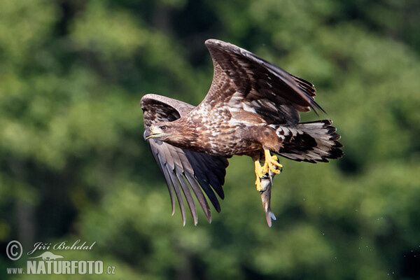 White-tailed Eagle (Haliaeetus albicilla)