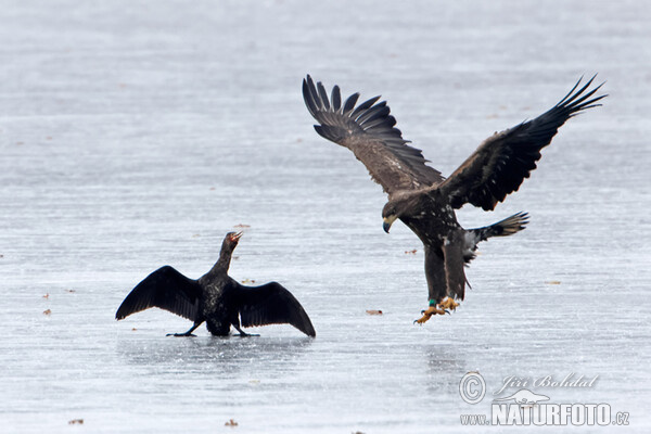 White-tailed Eagle (Haliaeetus albicilla)