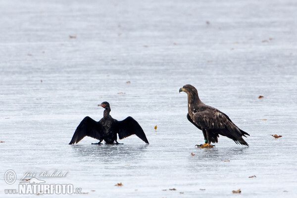 White-tailed Eagle (Haliaeetus albicilla)