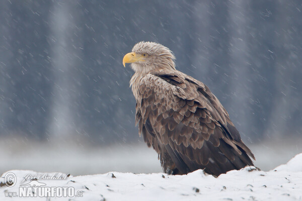 White-tailed Eagle (Haliaeetus albicilla)