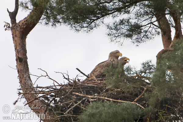 White-tailed Eagle (Haliaeetus albicilla)