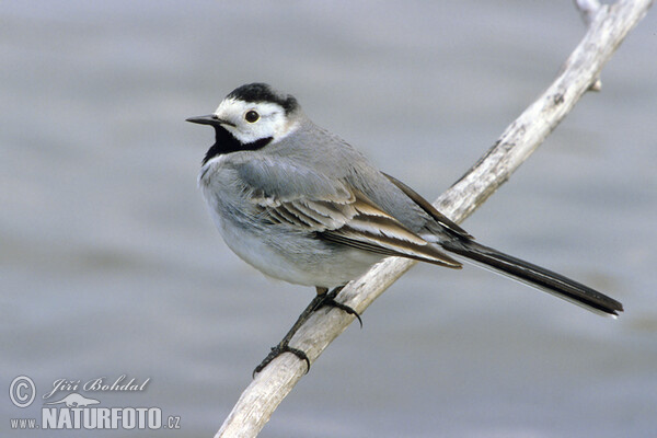 White Wagtail (Motacilla alba)