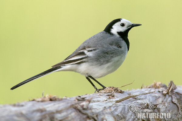 White Wagtail (Motacilla alba)