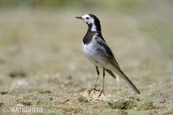 White Wagtail (Motacilla alba)