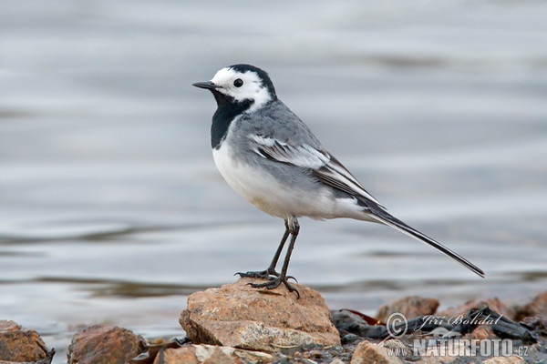 White Wagtail (Motacilla alba)