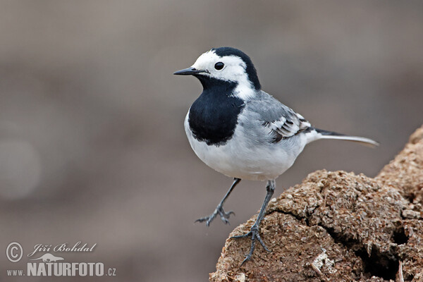 White Wagtail (Motacilla alba)