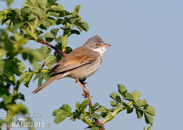 Whitethroat (Sylvia communis)