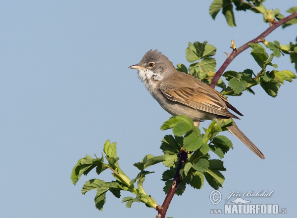 Whitethroat (Sylvia communis)