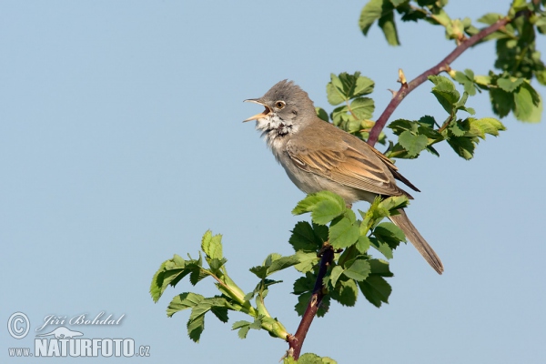 Whitethroat (Sylvia communis)