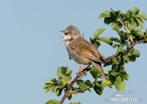 Whitethroat (Sylvia communis)