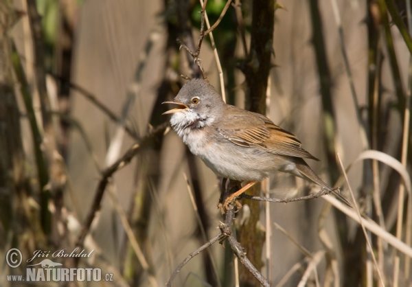 Whitethroat (Sylvia communis)