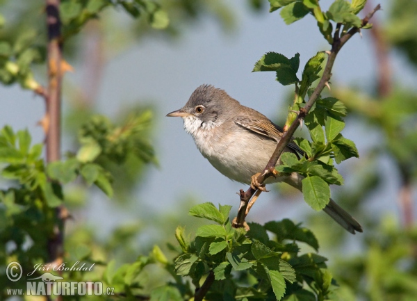 Whitethroat (Sylvia communis)