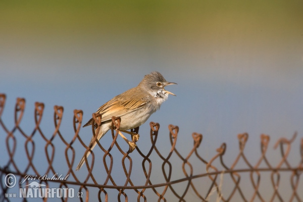 Whitethroat (Sylvia communis)